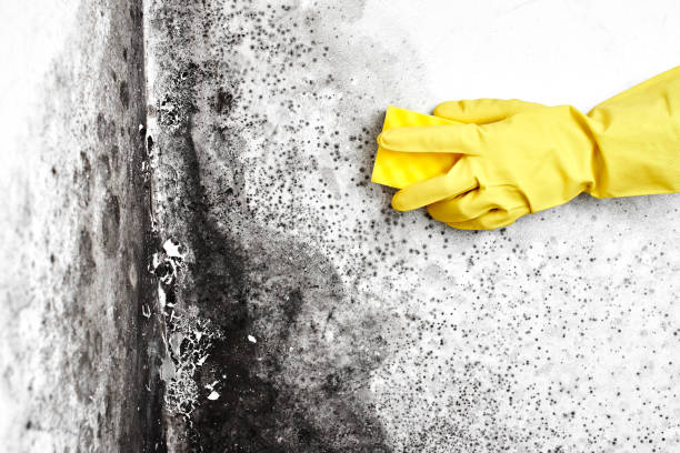 Best Water Damage & Mold Remediation  in East Riverdale, MD