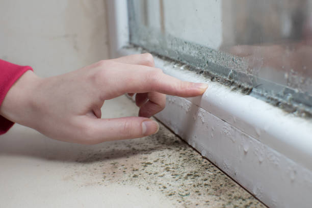 Best Asbestos and Lead Testing During Mold Inspection  in East Riverdale, MD