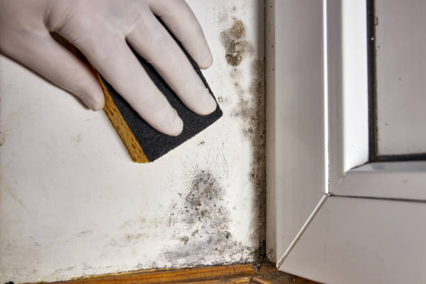 Best Mold Remediation for Healthcare Facilities  in East Riverdale, MD